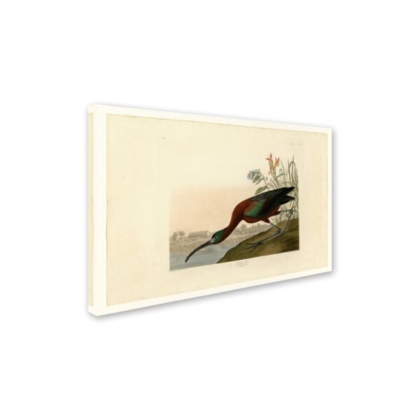 Audubon 'Glossy Ibisplate 387' Canvas Art,12x19